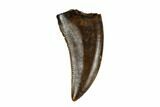 Theropod (Raptor) Tooth - Judith River Formation #185207-1